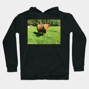 Scottish Highland Cattle Cow 2419 Hoodie